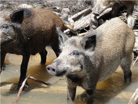 Wild Boar At Honey Island Swamp