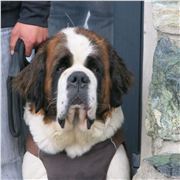 St Bernard Making Eye Contact