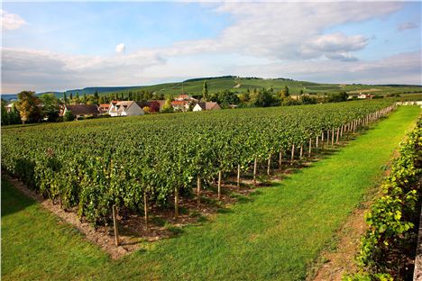 Vigne-Clos-Saint-Hilaire