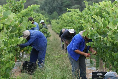 Picking Te Grapes At Creation