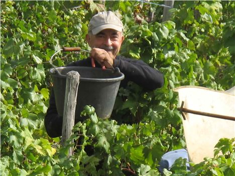 Gathering He Grapes By Hand