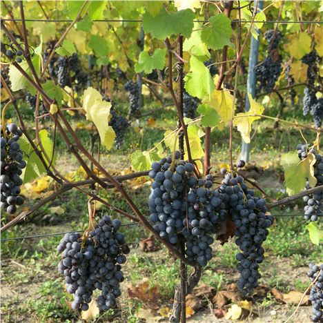 Nebbiolo Grapes Awaiting Picking