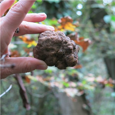 White Truffle Newly Unearthed