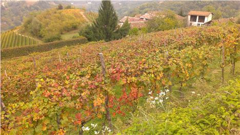 Vines In Autumn