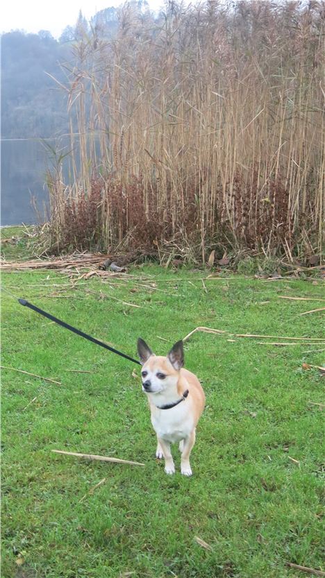 Smidge Explores The Reeds