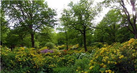 Azalea Show In The Slottsskogen